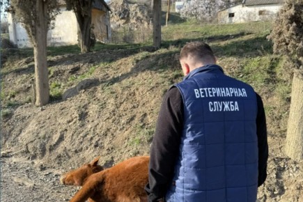 Госветслужба Республики Крым информирует о неукоснительном исполнении требований содержания лошадей