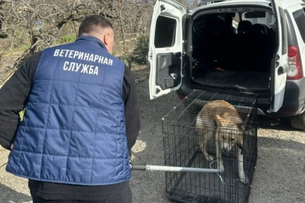 ������������ ������� ���������� ����������� ������ � ���������� �� ���������, ��������� ������ �����