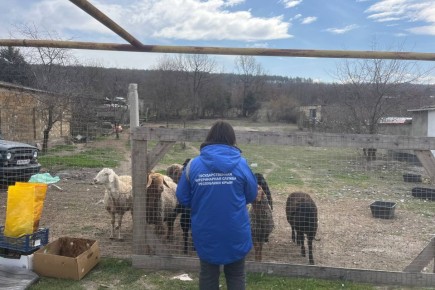 В пгт. Куйбышево Бахчисарайского района выявили неучтенное поголовье сельскохозяйственных животных
