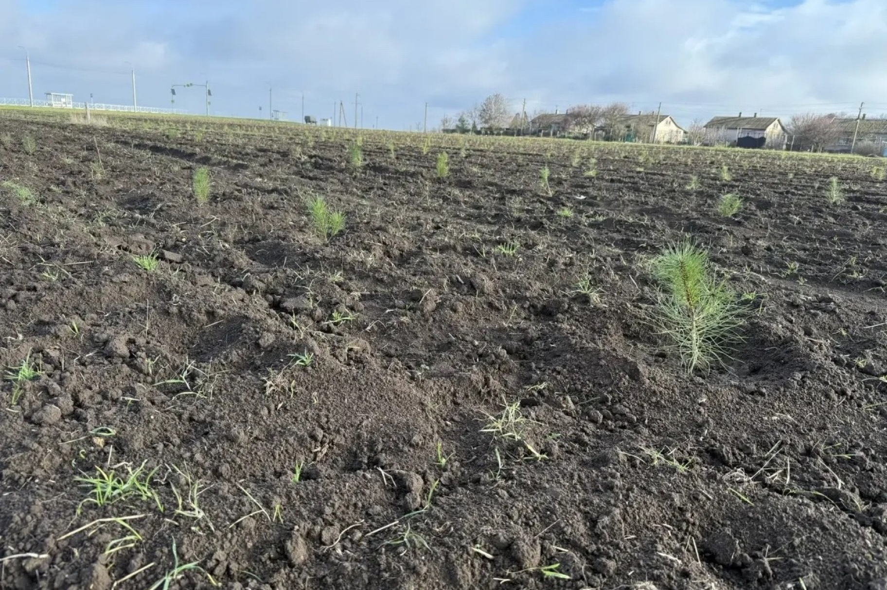 В 2026 году В рамках выполнения компенсационных мероприятий предполагается высадка более 190 тысяч е