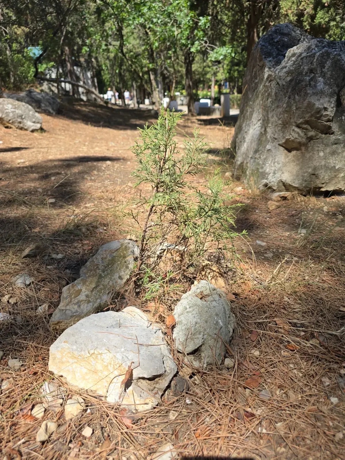 В 2026 году В рамках выполнения компенсационных мероприятий предполагается высадка более 190 тысяч е В 2026 году В рамках выполнения компенсационных мероприятий предполагается высадка более 190 тысяч е