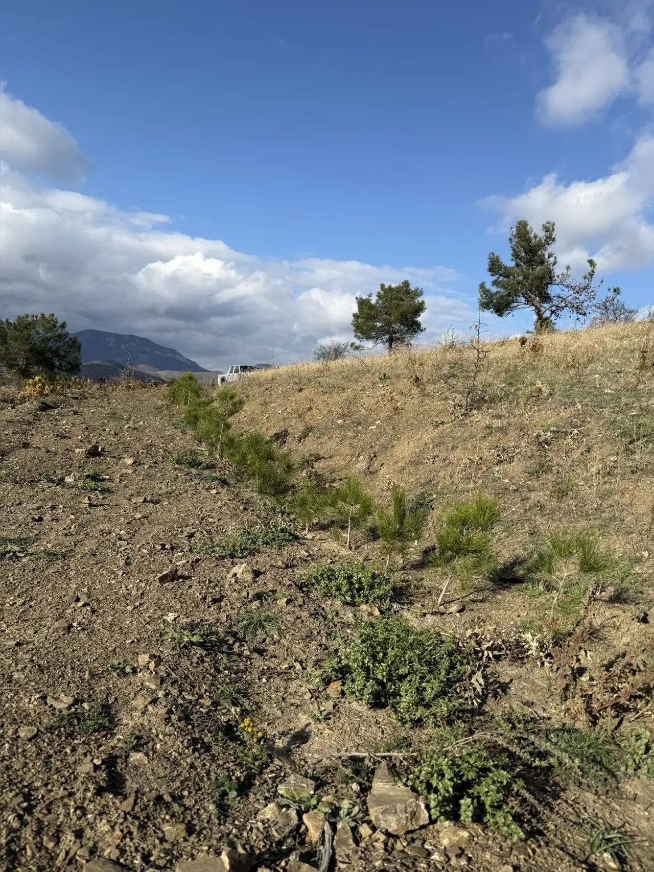 В 2026 году В рамках выполнения компенсационных мероприятий предполагается высадка более 190 тысяч е В 2026 году В рамках выполнения компенсационных мероприятий предполагается высадка более 190 тысяч е