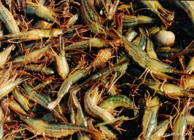 В Азовском море массово расселилась деликатесная креветка