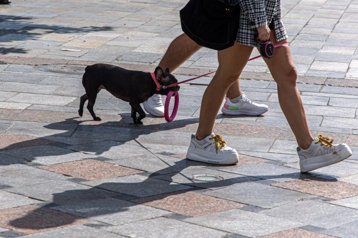 Симферополец продал французского бульдога, которого ему оставили на передержку