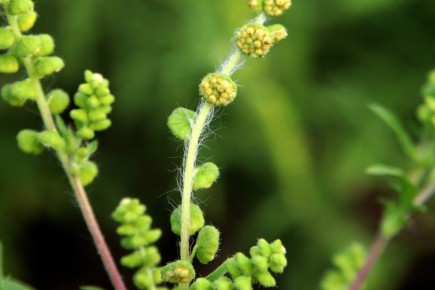 ���������, ��������!