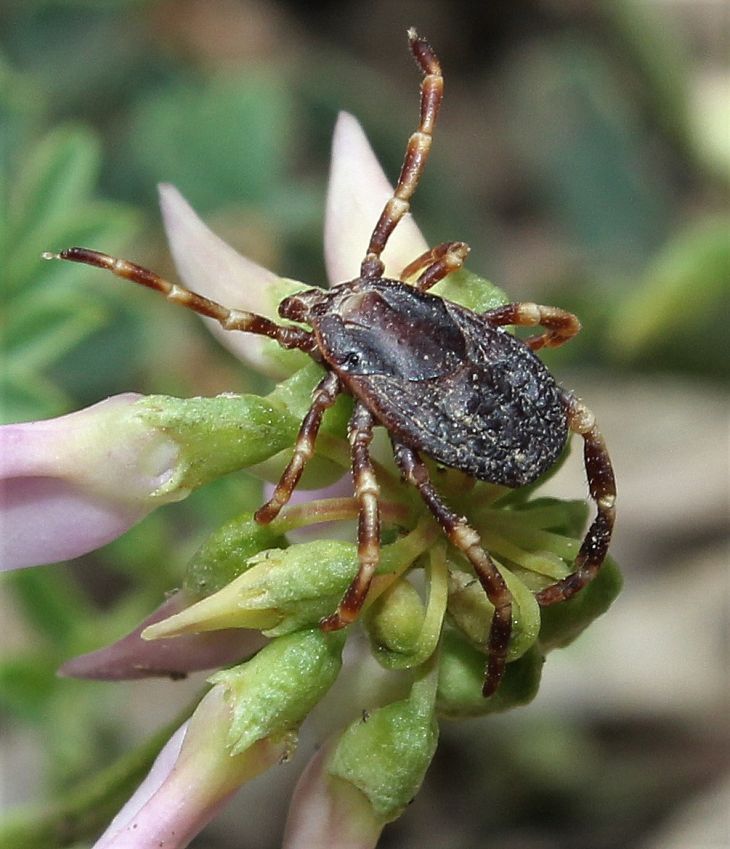 В Крыму обитают клещи-гиганты: что известно о самом агрессивном кровососе