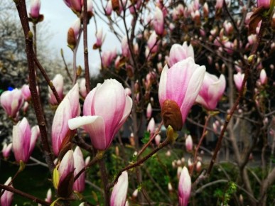 � ������ ����������� �������� ��������