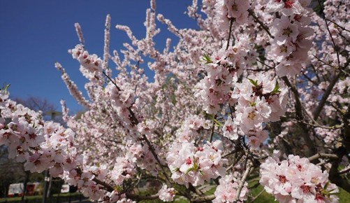 Концерты в цветущих садах, открытие «Артобуса» и путешествие в средневековую Кафу: афиша Крыма в выходные