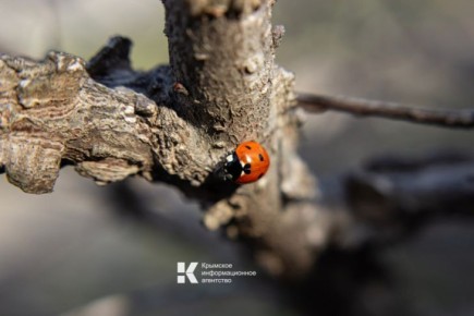 ����� ������� ������ �������� �������� �� �������������� ����-�������