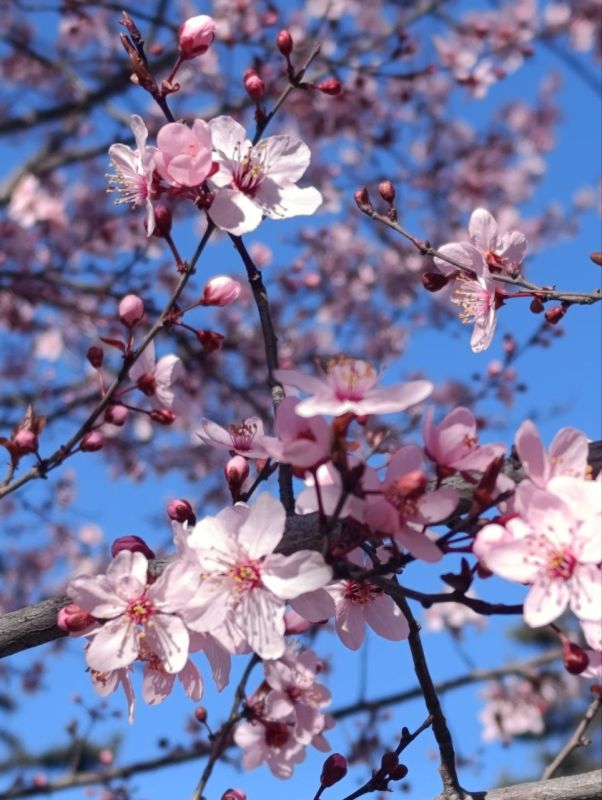 Слива Писсарди - украшение главных улиц Симферополя, знаменует собой приход весны в столицу Крыма