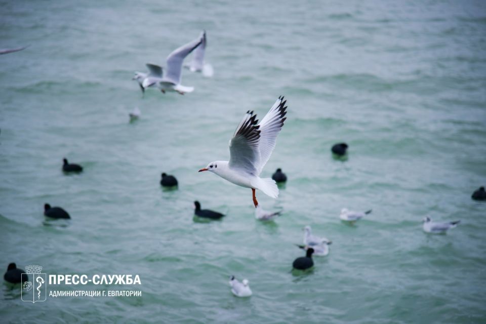 Доброе утро, Евпатория!. Температура воздуха поднимется сегодня до +13°С