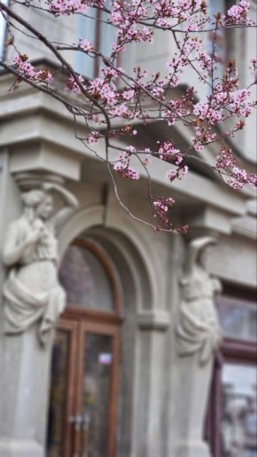 Слива Писсарди расцветает у Русского театра в Симферополе