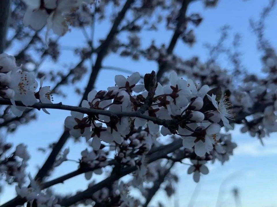 ������ ����, �����������