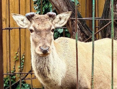 ����� ������ �� ����������� ������� ����