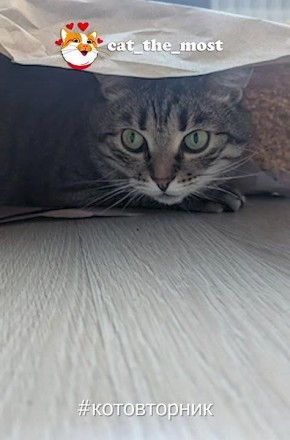 ��� ������: ���� �������, �� ������.. ������ �������� ������� � ����� �� ���� � ����� ��������! #����������� @cat_the_most