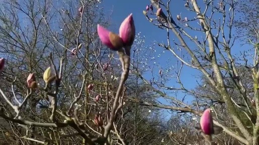 В Симферополе распускается магнолия