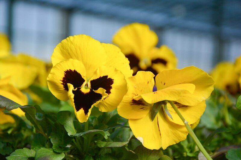 � ������ ����������� ������������� 700 ��������� �����