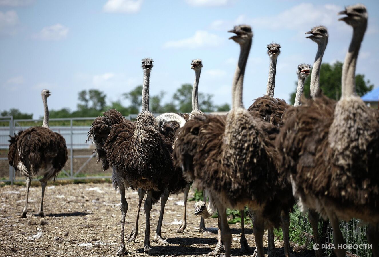 "Там это невозможно". Зачем швейцарец променял IT-карьеру на ферму в Крыму "Там это невозможно". Зачем швейцарец променял IT-карьеру на ферму в Крыму