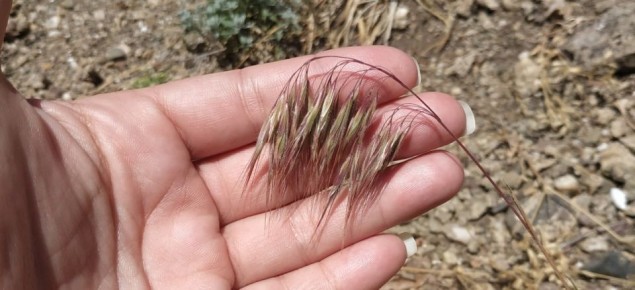 Ученые из Крыма помогли раскрыть механизм экологической катастрофы в Северной Америке