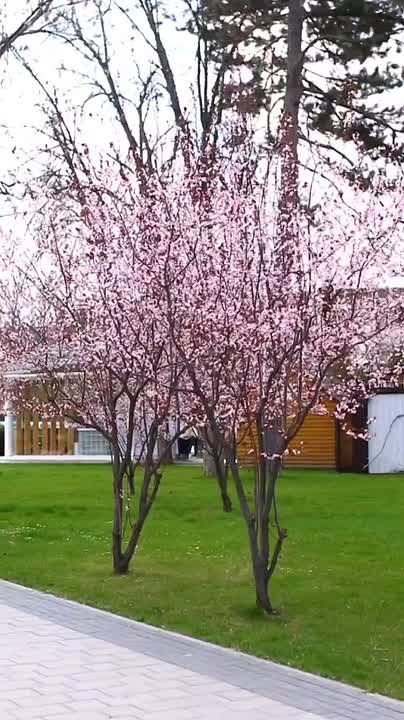 Апрель в Симферополе — время первых ярких красок