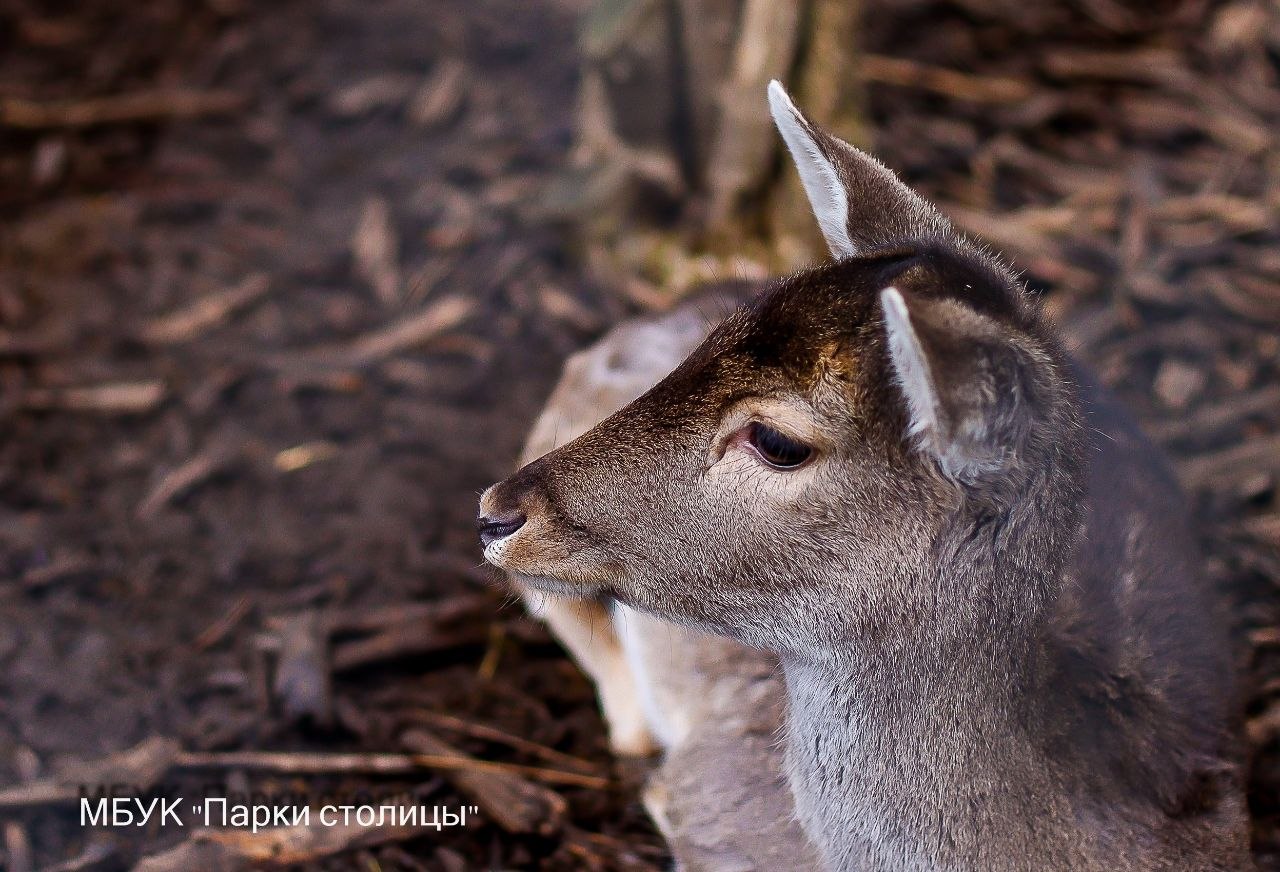 #обитателизооуголка. Европейские лани Симферопольского зооуголка — грациозные красавцы #обитателизооуголка. Европейские лани Симферопольского зооуголка — грациозные красавцы