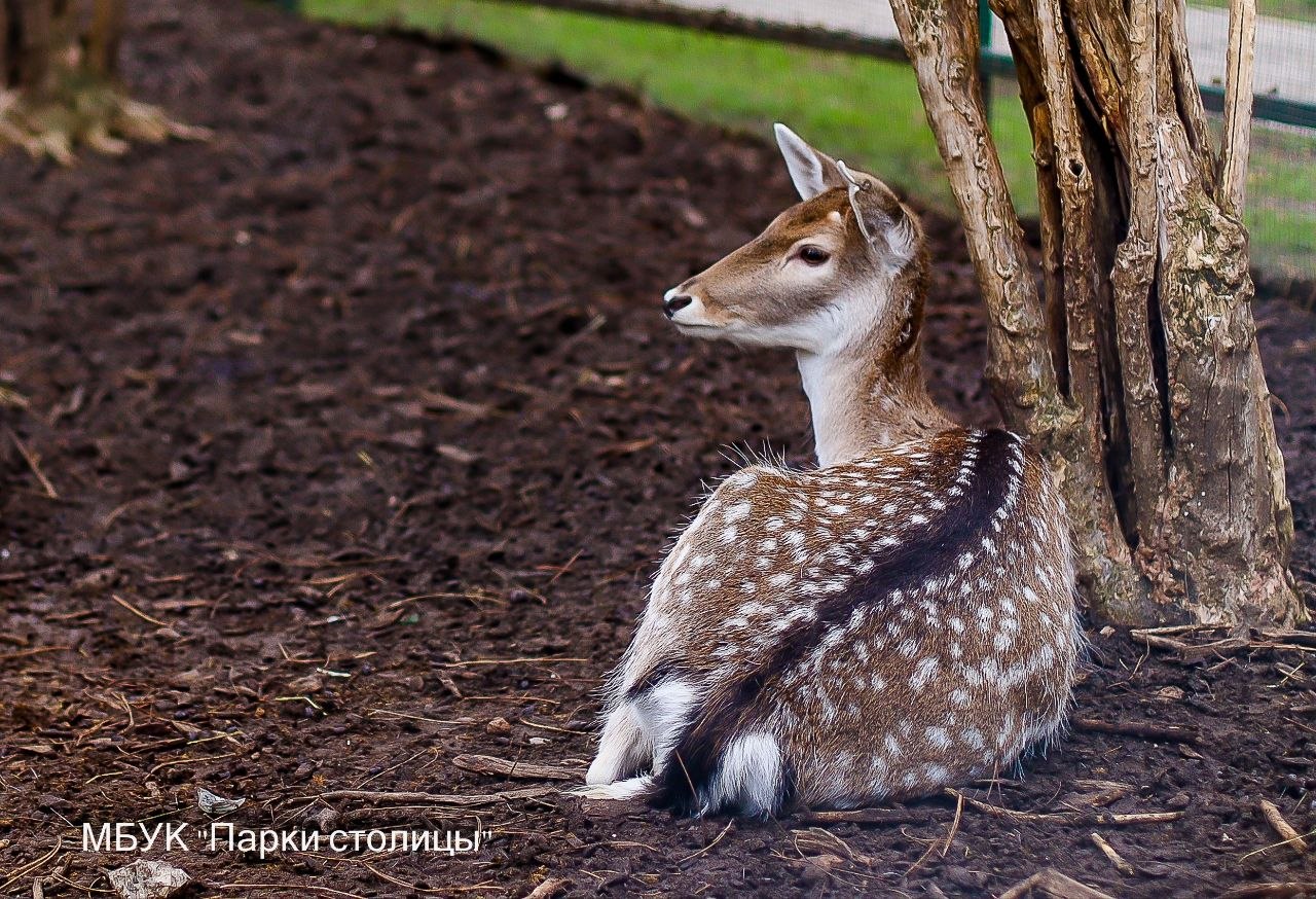 #обитателизооуголка. Европейские лани Симферопольского зооуголка — грациозные красавцы #обитателизооуголка. Европейские лани Симферопольского зооуголка — грациозные красавцы