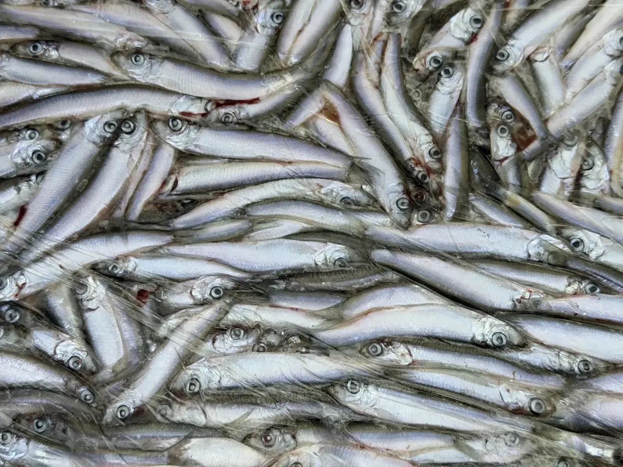 Хорошее качество: в этом году в Севастополе провели 4,5 тысячи исследований черноморской рыбы