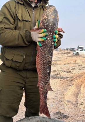 � ����� ������� ��������� ������ ����