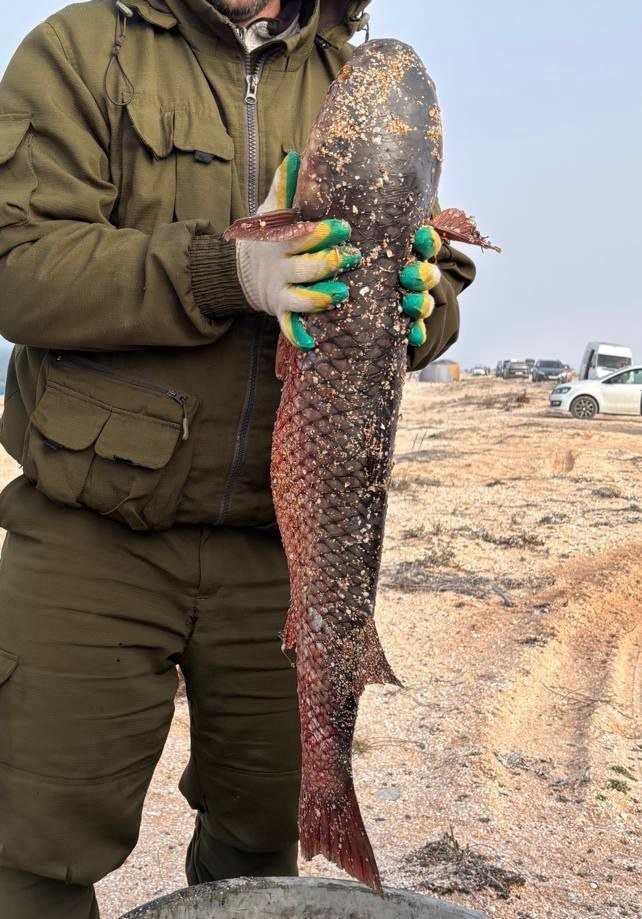 В Крыму начался настоящий рыбный движ