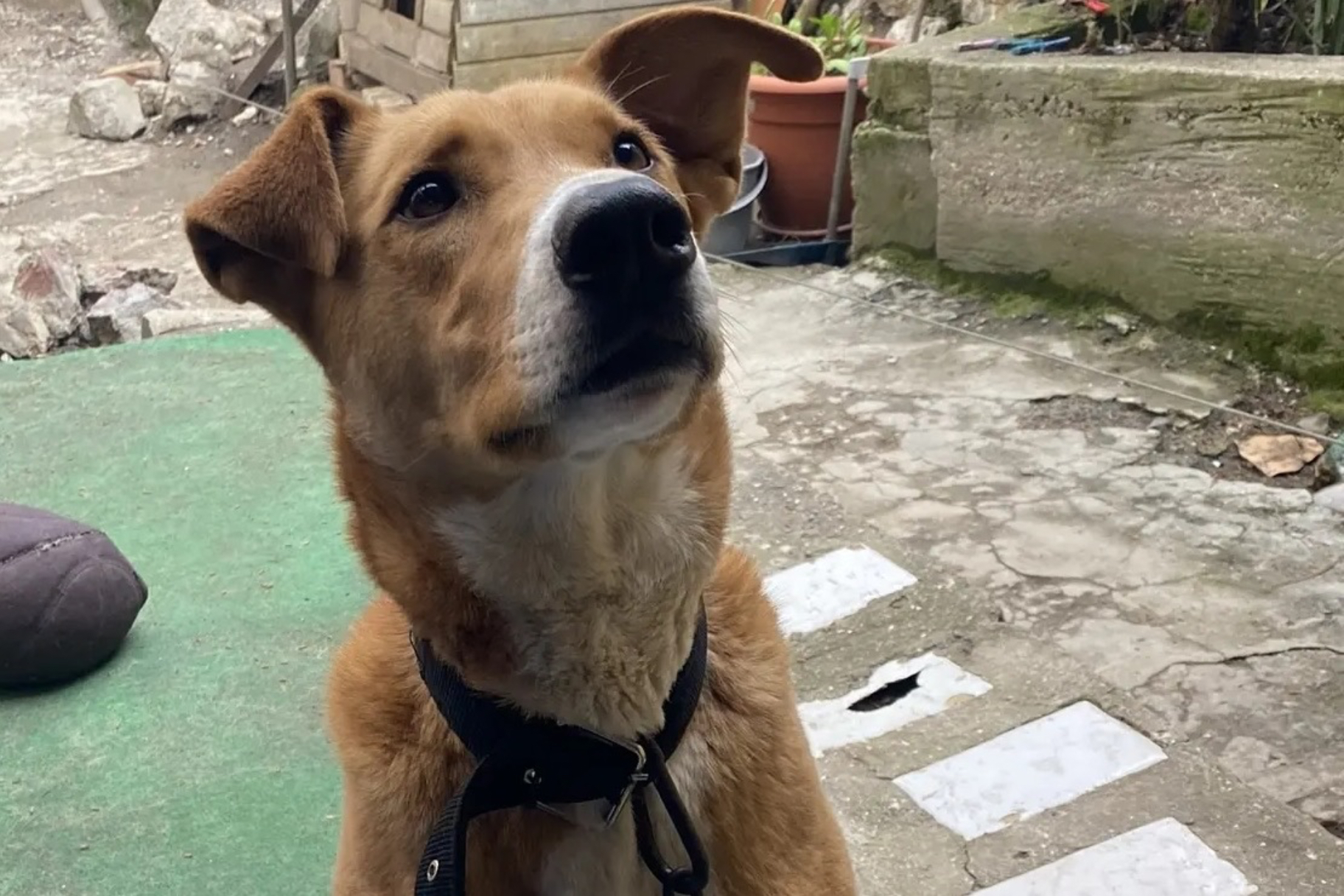 Южнобережным отделом ветеринарии и контроля выявлен факт незаконного содержания собаки