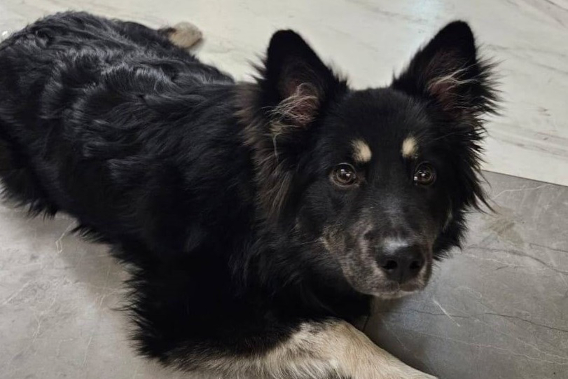 В рамках регионального госконтроля владельцы домашних животных привлечены к админответственности