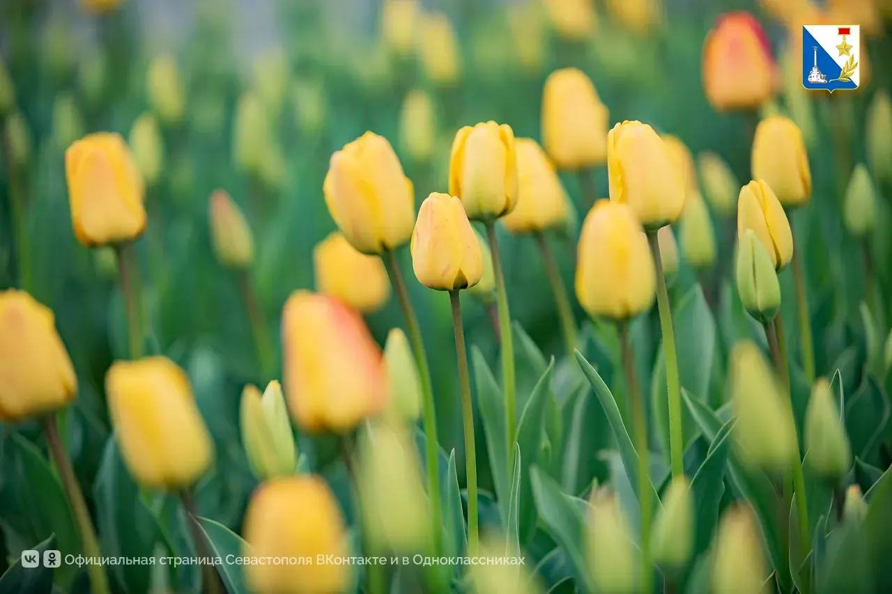 Улицы Севастополя украсили самые весенние цветы Улицы Севастополя украсили самые весенние цветы
