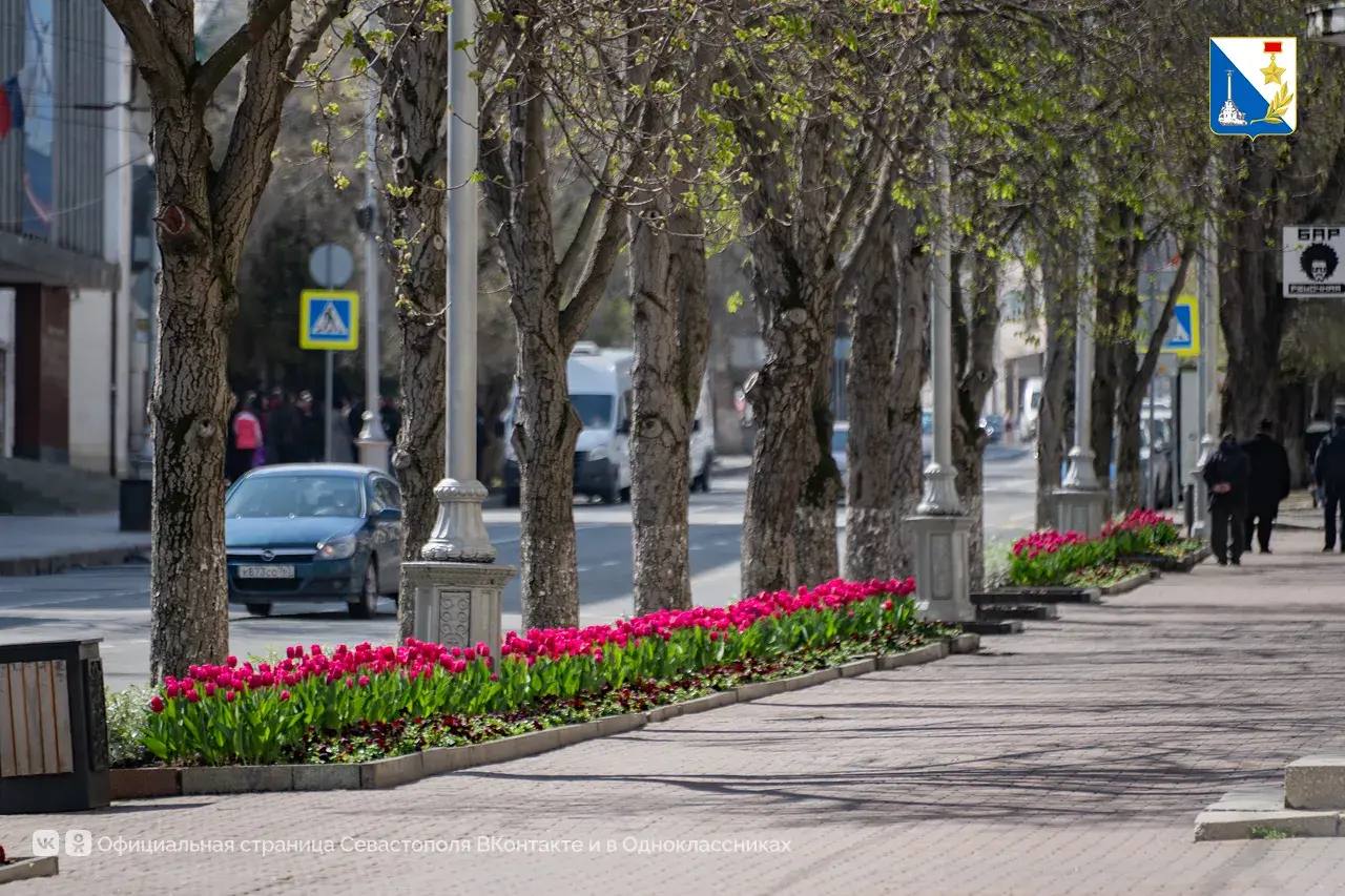 Улицы Севастополя украсили самые весенние цветы Улицы Севастополя украсили самые весенние цветы