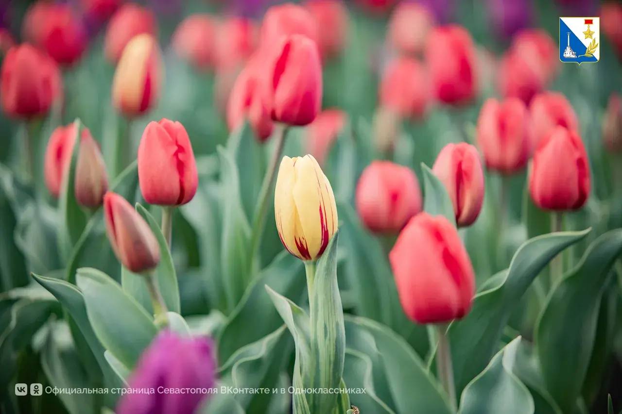 Улицы Севастополя украсили самые весенние цветы Улицы Севастополя украсили самые весенние цветы