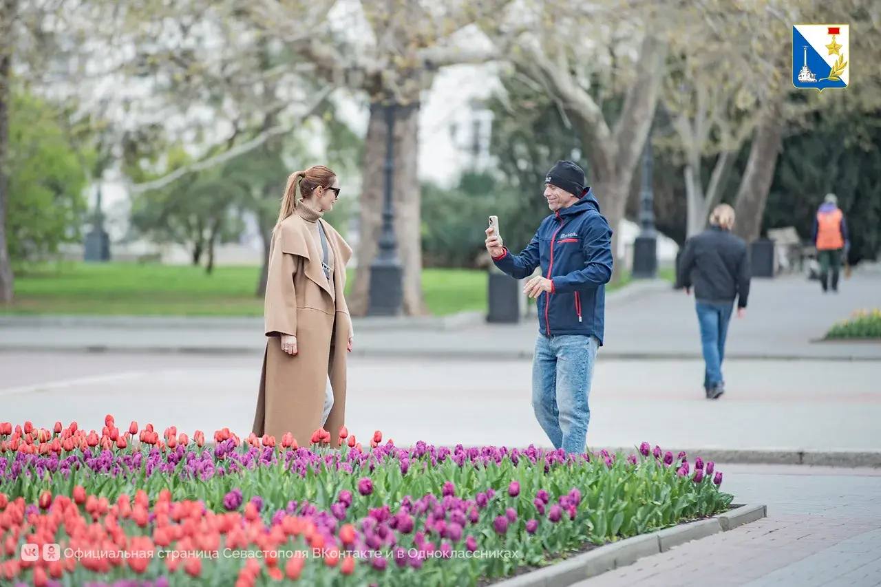 Улицы Севастополя украсили самые весенние цветы Улицы Севастополя украсили самые весенние цветы