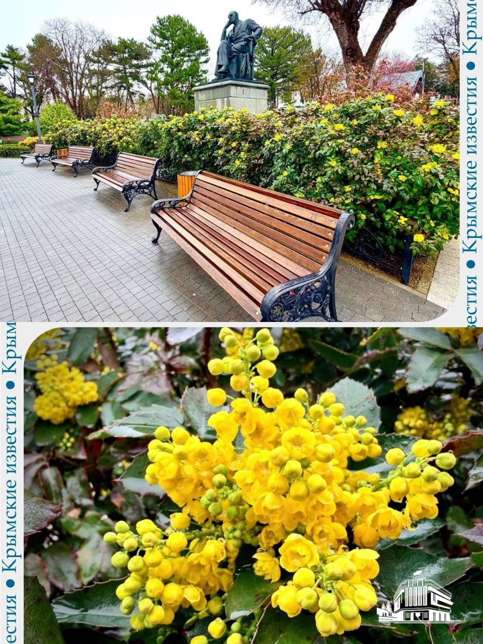 Экзотическое растение из Северной Америки зацвело в сквере имени Тренёва в Симферополе