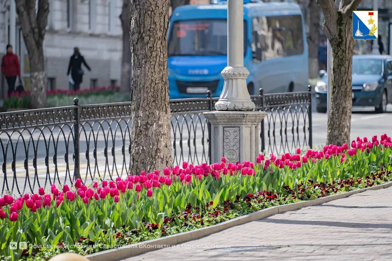 Улицы Севастополя украсили самые весенние цветы Улицы Севастополя украсили самые весенние цветы