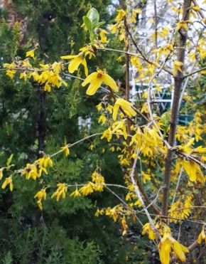 Форзиция цветёт в Никитском ботаническом саду