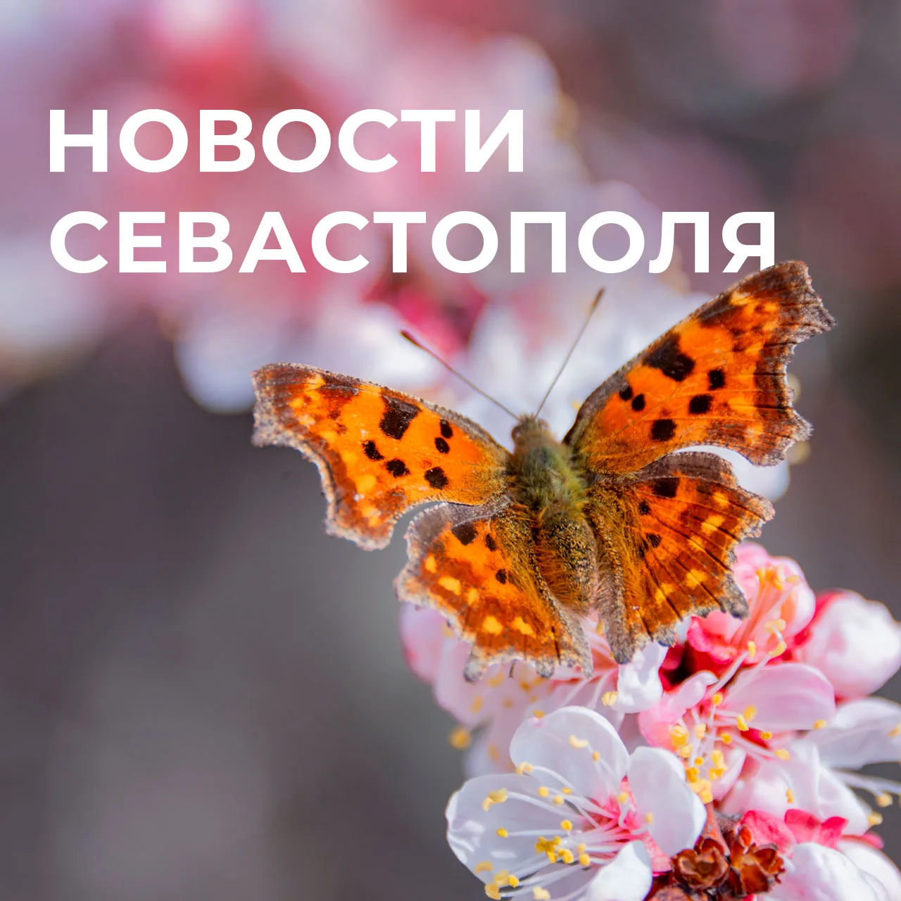 Михаил Развожаев: Коротко о главном:. Христос Воскресе! Воистину Воскресе! В Севастополе встретили праздник Светлого Христова Воскресения