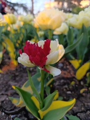 Дождались! Весеннее тепло вернулось в Севастополь