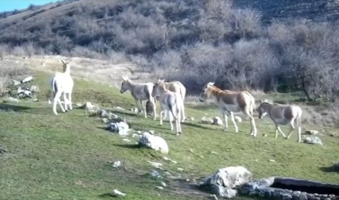 Не ослы и не лошади: в Крыму заметили загадочных куланов