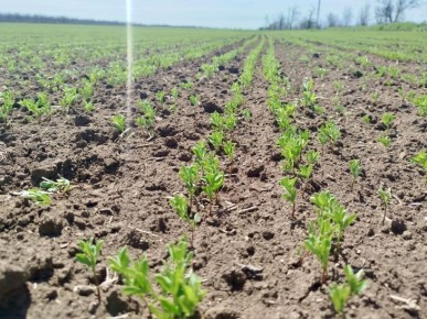 � ����������� ������ ������ ��� �������� � ������