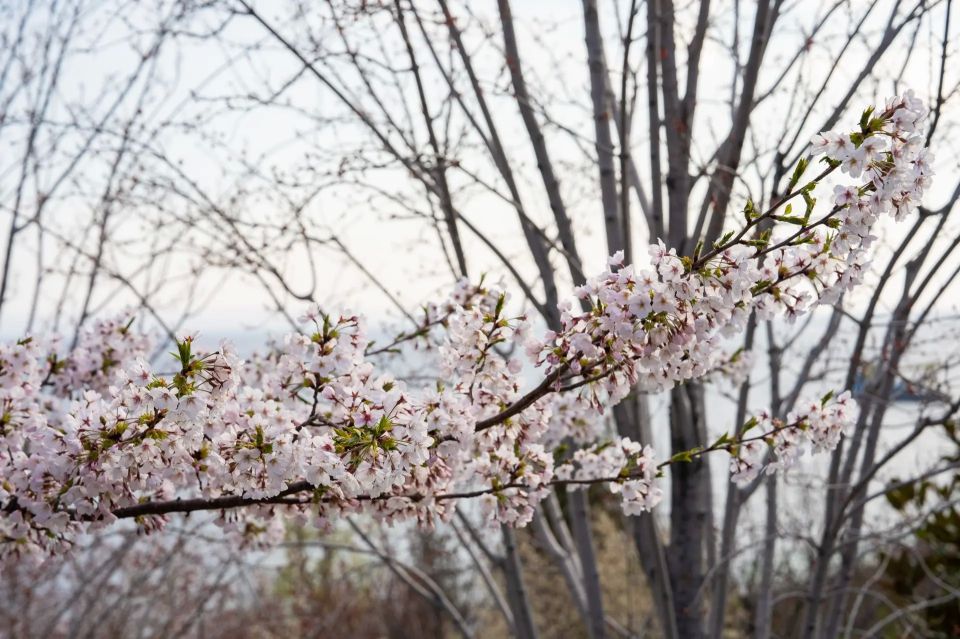 Белые и розовые цветы Страны восходящего солнца распустились в Японском саду Ялты Белые и розовые цветы Страны восходящего солнца распустились в Японском саду Ялты