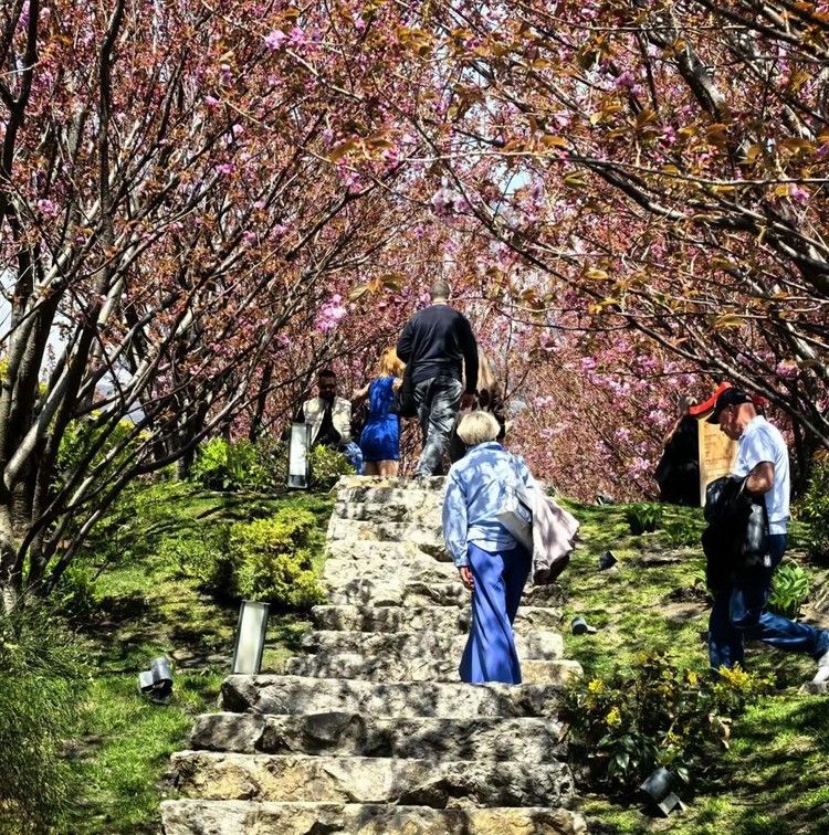 «Весенний снегопад» из лепестков: в Крыму проходит фестиваль цветения сакуры «Весенний снегопад» из лепестков: в Крыму проходит фестиваль цветения сакуры