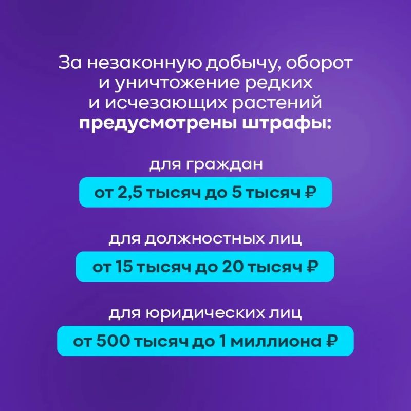 19 апреля - День подснежника 19 апреля - День подснежника