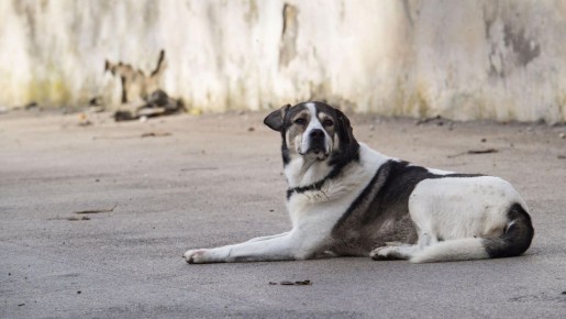 � ����������� ������� ������ ����� ������ � ��� �������� ��������