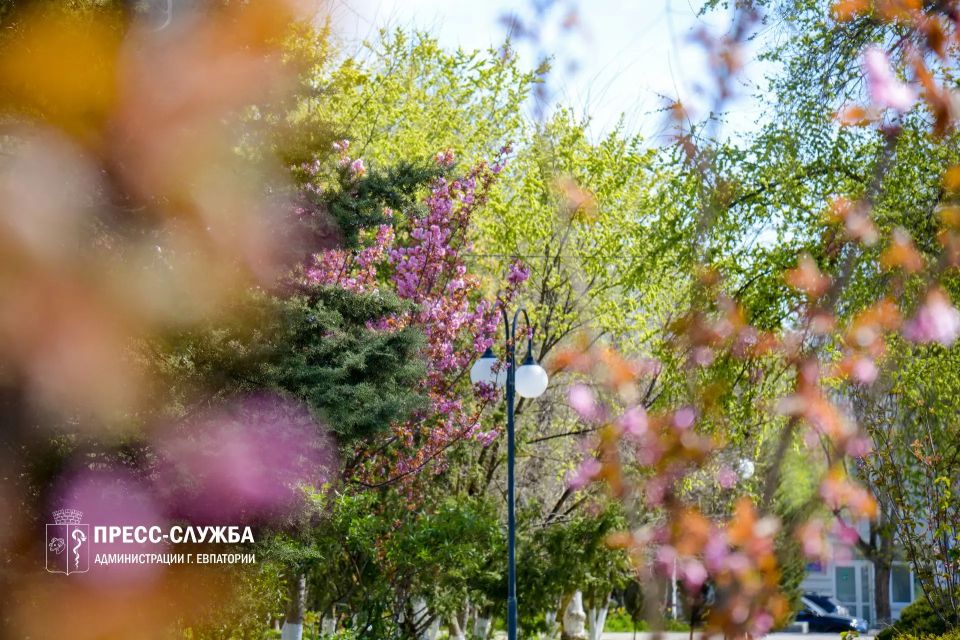 ФОТОФАКТ: В Евпатории можно полюбоваться цветением сакуры ФОТОФАКТ: В Евпатории можно полюбоваться цветением сакуры