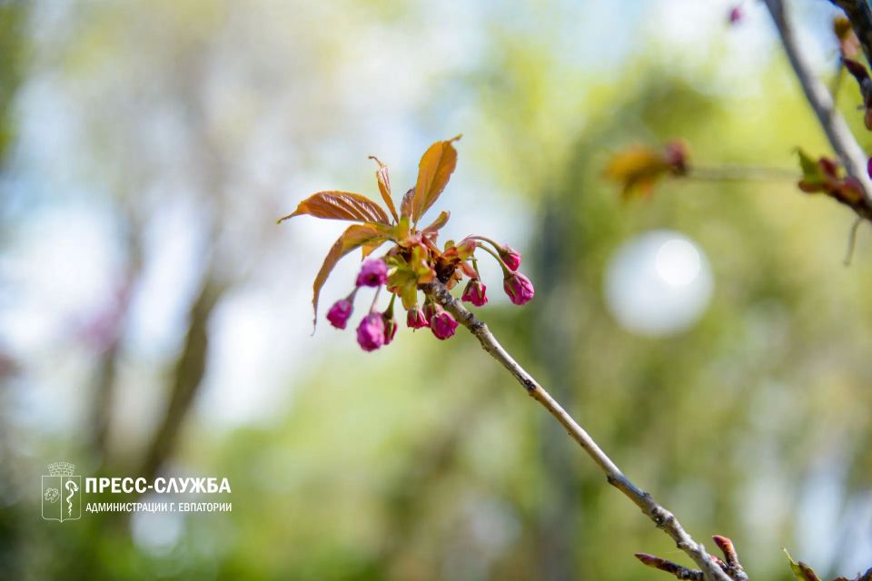 ФОТОФАКТ: В Евпатории можно полюбоваться цветением сакуры ФОТОФАКТ: В Евпатории можно полюбоваться цветением сакуры