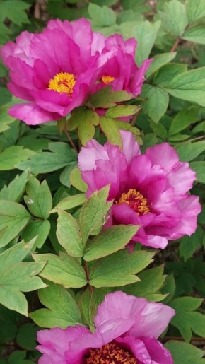 ��������� ����������� ����� ������� � ��������� ������������ ����