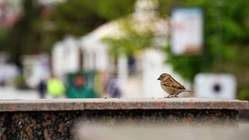 ������� �������� � ������� ����� ������ ��������